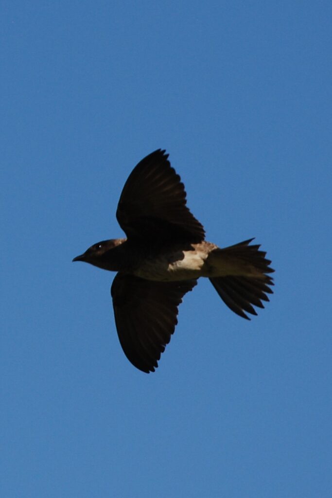 Cliff swallow