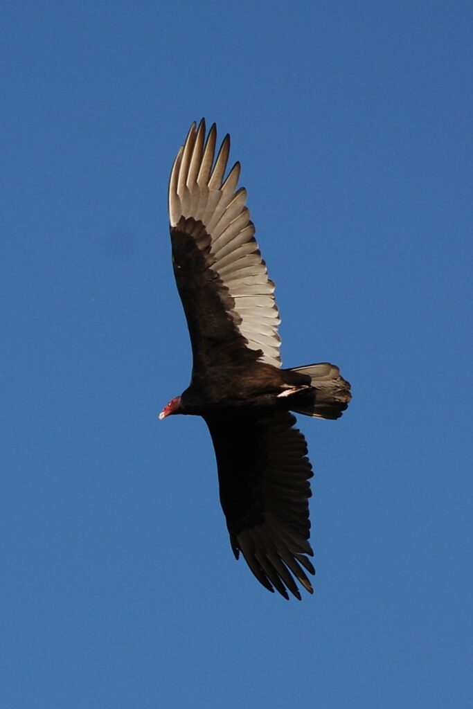 A turkey vulture