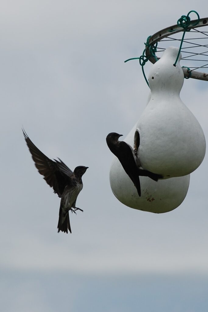 Purple Martins