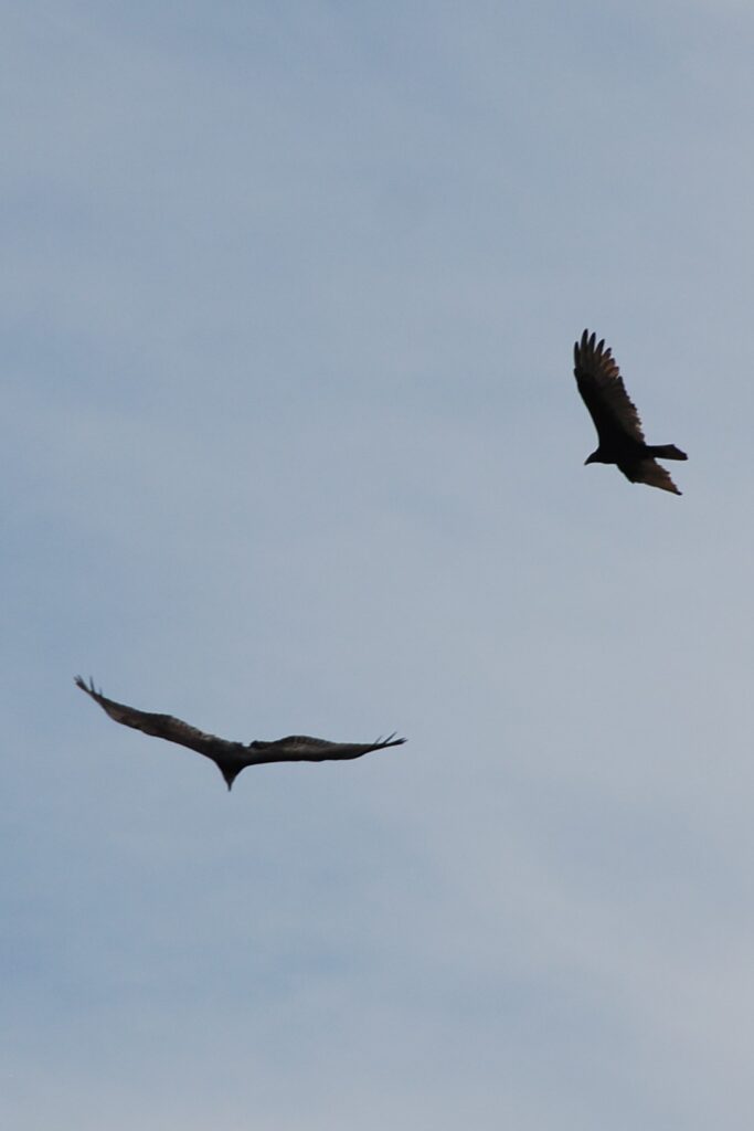 Two Turkey Vultures