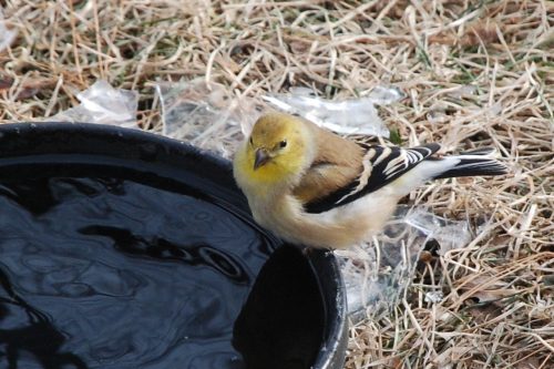 Goldfinch on water Jan 23