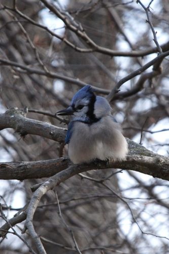 bluejay January 17