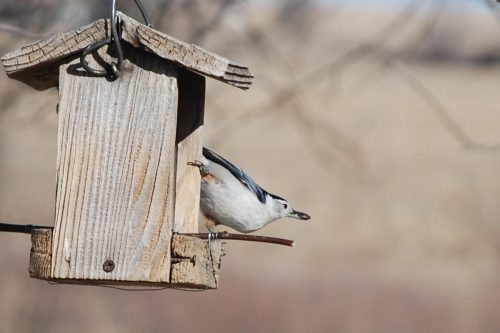 nuthatch feeder feb 13