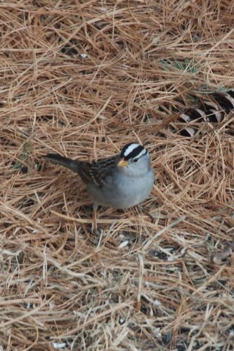 white crowned sparrow feb 25